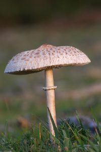 Parasol in New Forest