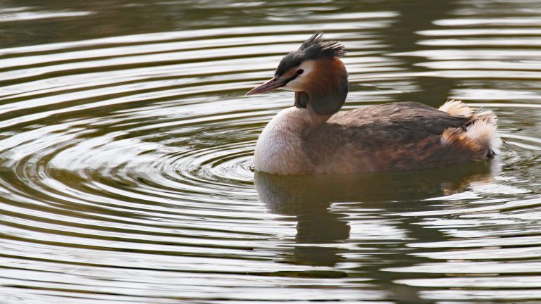 Circling Great Crested Grebe